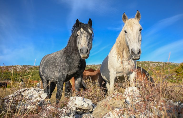 Dođite na premijeru filma o livanjskim divljim konjima