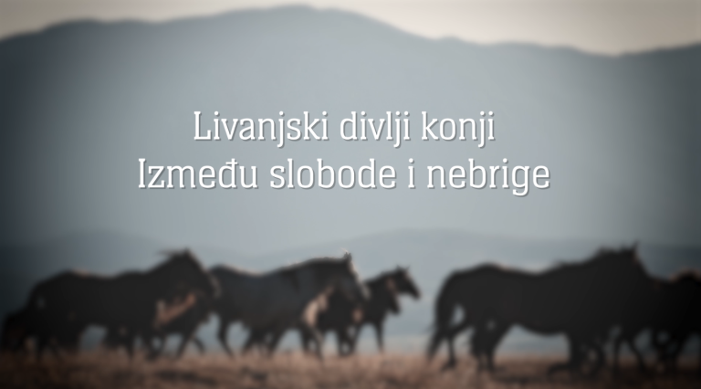 Naši “Konji” galopiraju na Sarajevo Film Festival